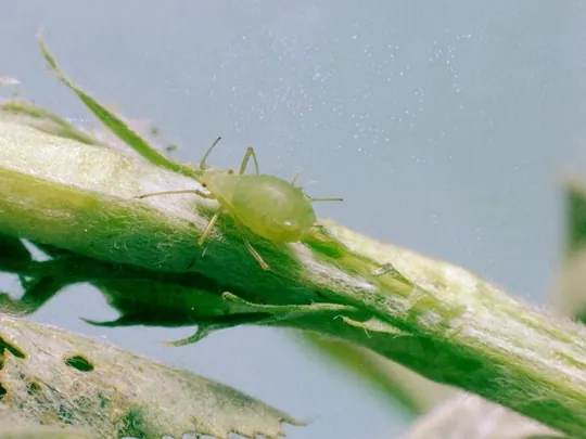 Aphids (family Aphididae) clustered on a stem