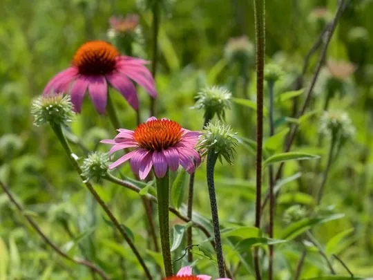 Purple coneflower (Echinacea purpurea) in bloom