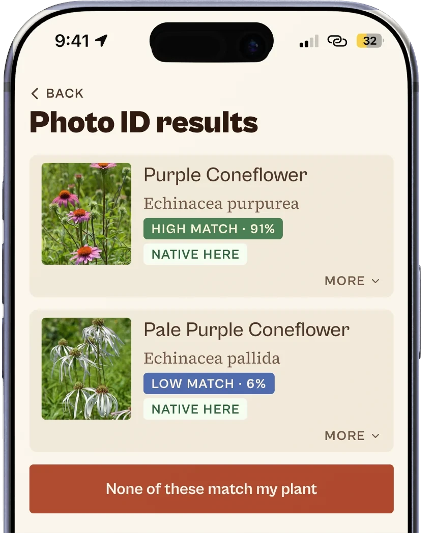 Ezina's photo ID results: Purple Coneflower at a 91% high match and Pale Purple Coneflower at a 6% low match, both tagged Native here.