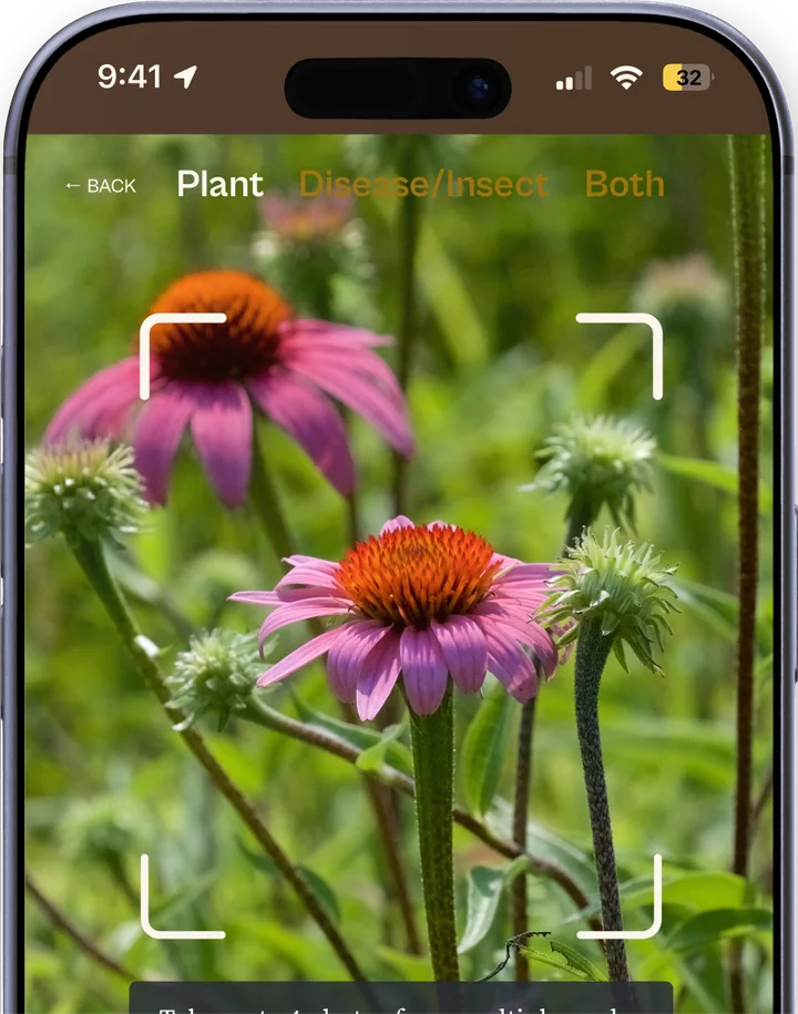 The Ezina app identifying a plant: a live camera view framing pink coneflowers, with Plant, Disease/Insect, and Both scan modes.