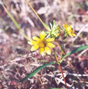 Bur Marigold (Bidens laevis)