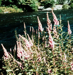 Steeplebush (Spiraea tomentosa)