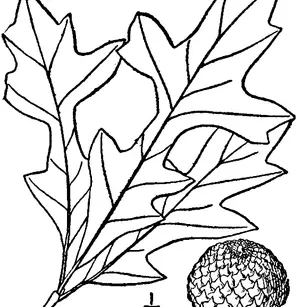 Overcup Oak (Quercus lyrata)
