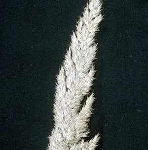 Nuttall's Reedgrass (Calamagrostis coarctata)