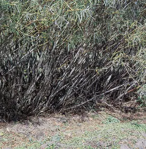 Sandbar Willow (Salix interior)