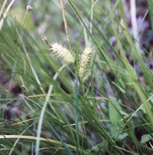 Shallow Sedge (Carex lurida)
