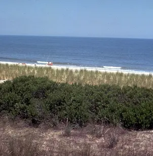 Bayberry (Myrica pensylvanica)