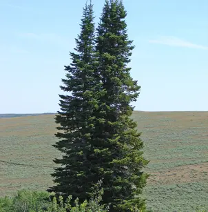 Subalpine Fir (Abies lasiocarpa)