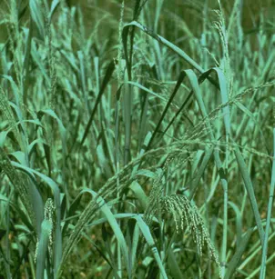 Bitter Panicgrass (Panicum amarum)