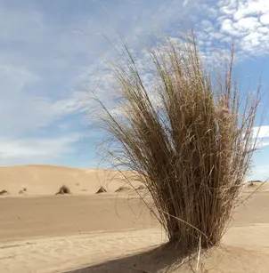 Gulf Cordgrass (Spartina spartinae)
