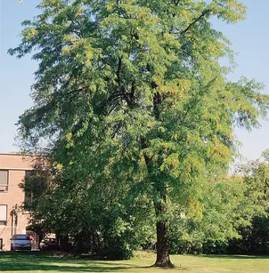 Honey Locust (Gleditsia triacanthos)