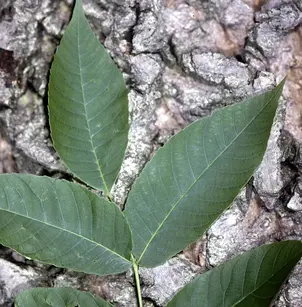 Butternut (Juglans cinerea)