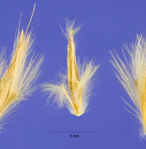 Sand Bluestem (Andropogon hallii)