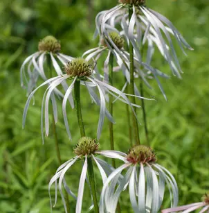 Pale Purple Coneflower (Echinacea pallida)