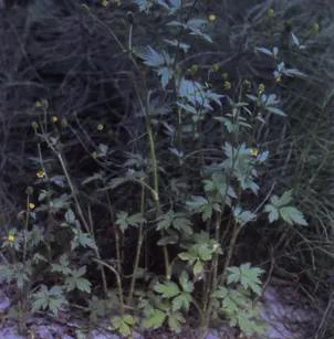 Pennsylvania Buttercup (Ranunculus pensylvanicus)