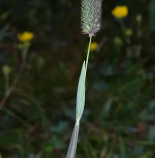 Alpine Timothy (Phleum alpinum)