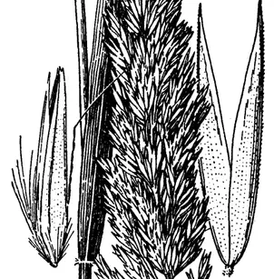 Pinegrass (Calamagrostis rubescens)