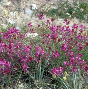 Alpine Sweetvetch (Hedysarum alpinum)