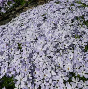 Spreading Phlox (Phlox diffusa)