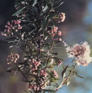 Mule Fat (Baccharis salicifolia)