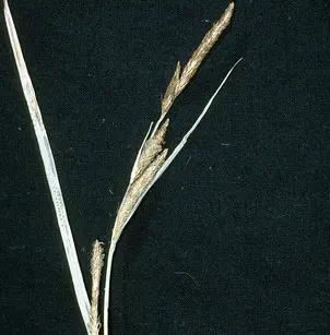 Upright Sedge (Carex stricta)