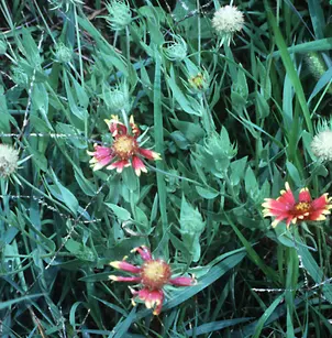 Indian Blanket (Gaillardia pulchella)