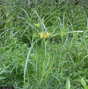 Strawcolored Flatsedge (Cyperus strigosus)