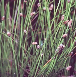 Blunt Spikerush (Eleocharis obtusa)