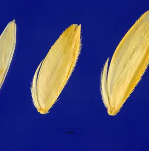 Alkali Cordgrass (Spartina gracilis)