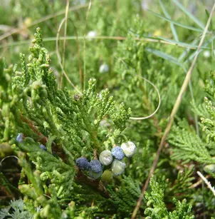 Creeping Juniper (Juniperus horizontalis)