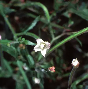 Purpleleaf Willowherb (Epilobium coloratum)