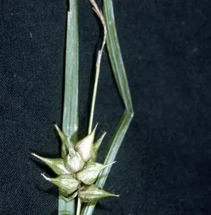 Greater Bladder Sedge (Carex intumescens)