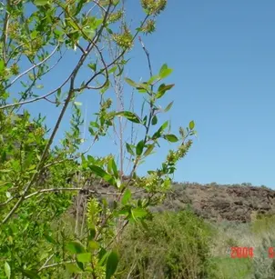 Yellow Willow (Salix lutea)