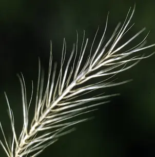 Riverbank Wildrye (Elymus riparius)