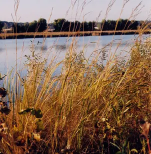 Prairie Cordgrass (Spartina pectinata)
