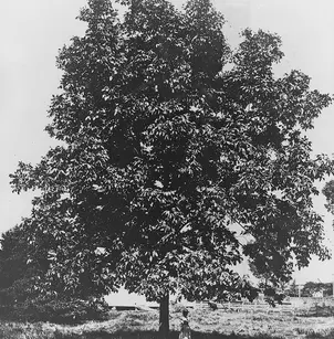 Shellbark Hickory (Carya laciniosa)