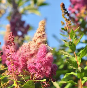 Rose Spirea (Spiraea douglasii)