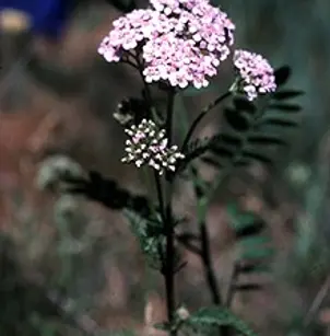Woolly Yarrow (Achillea tomentosa)