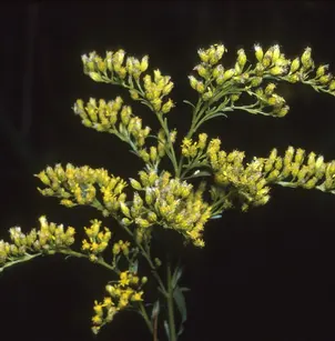 Canada Goldenrod (Solidago canadensis)