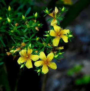 Bedstraw St. Johnswort (Hypericum galioides)