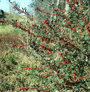 Possumhaw (Ilex decidua)