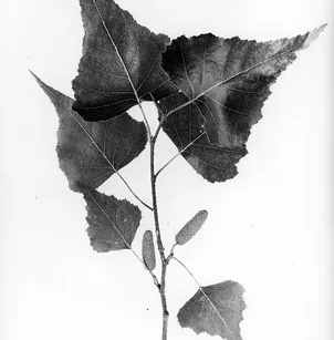 Gray Birch (Betula populifolia)