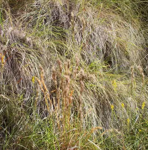 Bushy Bluestem (Andropogon glomeratus)