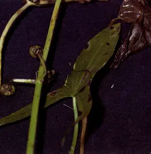 Arumleaf Arrowhead (Sagittaria cuneata)