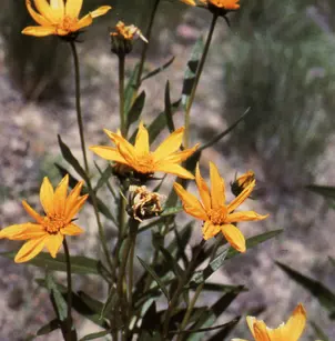 Nuttall's Sunflower (Helianthus nuttallii)