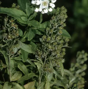 White Meadowsweet (Spiraea alba)