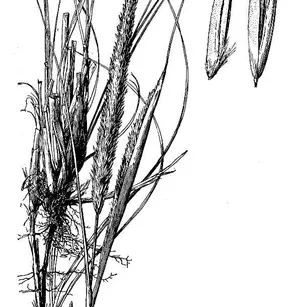 American Beachgrass (Ammophila breviligulata)