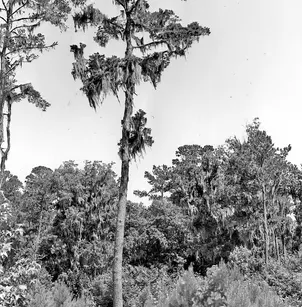 Spruce Pine (Pinus glabra)