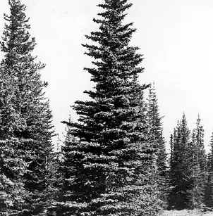 Engelmann Spruce (Picea engelmannii)