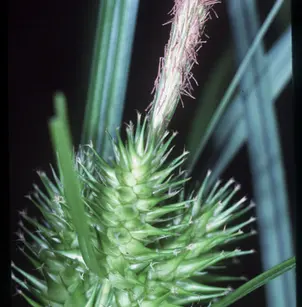 Hop Sedge (Carex lupulina)